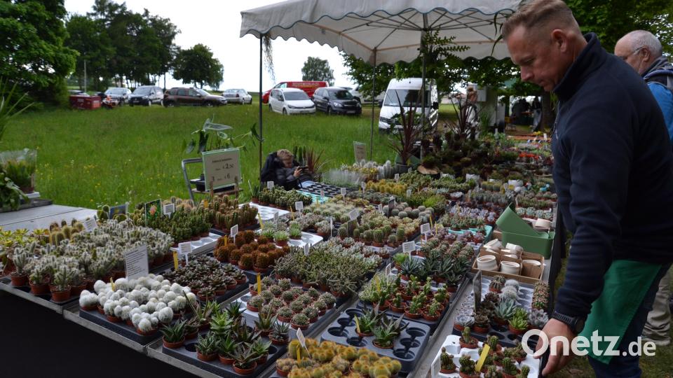 Den Freunden von Kakteen, Sukkulenten, Hauswurz, exotischen winterharten Pflanzen ging bei einem so großen Angebot das Herz auf. Bild: gi