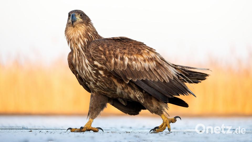 So hat Fotograf Harald Klier einen Seeadler beim Spaziergang erwischt. Bild: Gerhard Götz