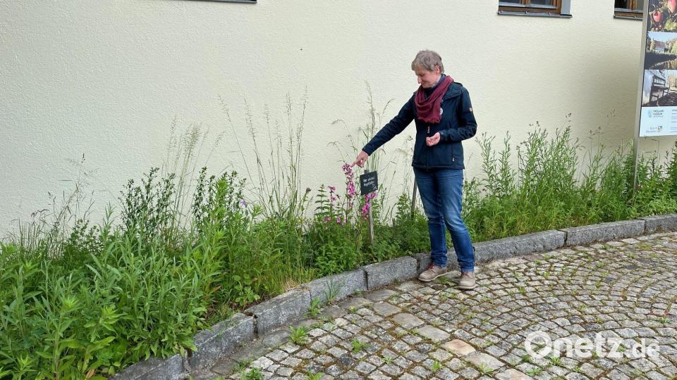 Am Eingang des Freilandmuseums wächst Vogelfutter. Die heimische Pflanzenmischung ersetzt den Buchsbaum. Dieser ist nach den Worten von Museumspädagogin Bettina Kraus Opfer des Buchsbaumzünslers geworden. Bild: ihl