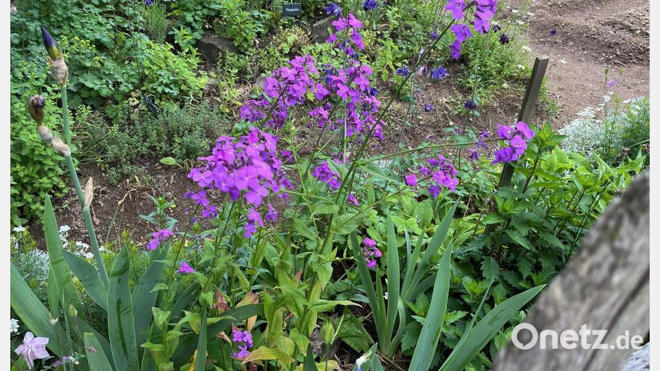 Die Nachtviole hübscht jeden Garten auf. Bild: ihl