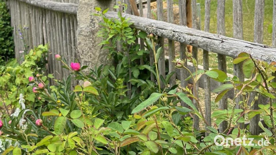 Die wurzelechte Rose neben der Pfingstrose. Beide sind, wenn sie blühen, schön anzuschauen. Bild: ihl