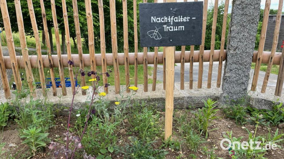Wo früher der Buchsbaum die Museumsbesucher empfangen hat, wächst jetzt Nahrung für die Nachfalter. Bild: ihl