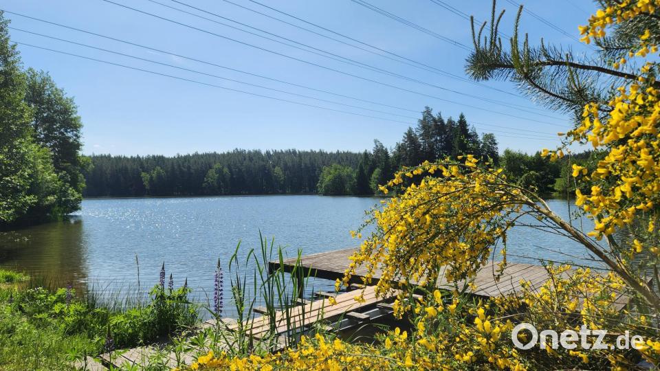 Ein Blick auf den Mühlnickelweiher. Bild: Marina Sigritz [Marina Sigritz] (marina.sigritz@oberpfalzmedien.de)