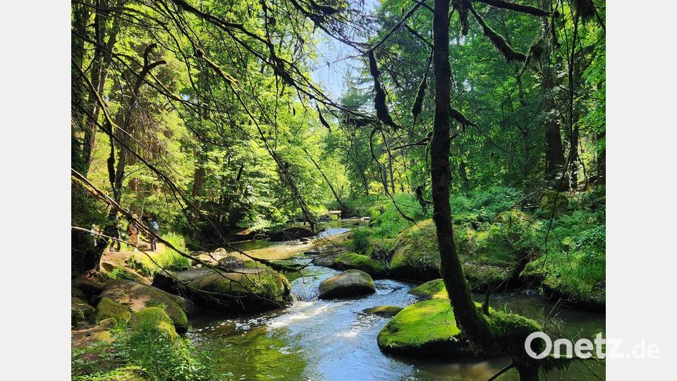 Entlang an der Waldnaab mit traumhaften Eindrücken der fast verwunschen wirkenden Landschaft. Bild: Marina Sigritz [Marina Sigritz] (marina.sigritz@oberpfalzmedien.de)