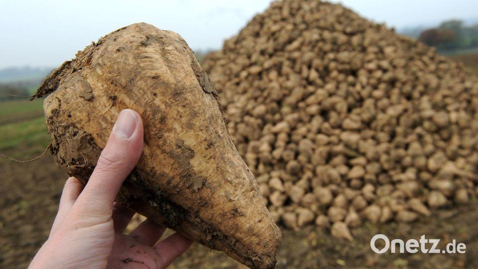 Bei Zuckerrüben führt die Pflanzenkrankheit Stolbur zu erheblichen Ertragsverlusten. Bild: picture alliance / dpa