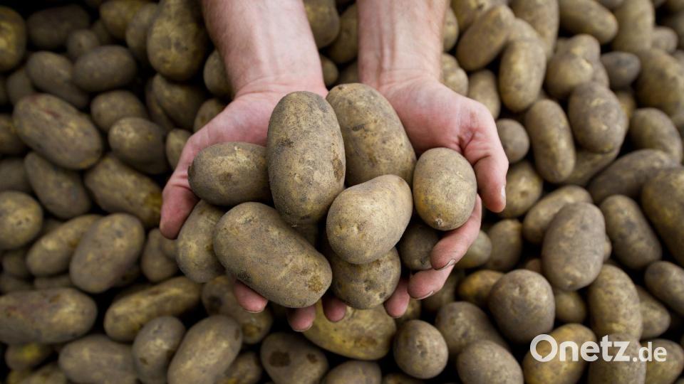 Die Pflanzenkrankheit Stolbur bedroht auch heimische Kartoffeln. Bild: picture alliance / dpa