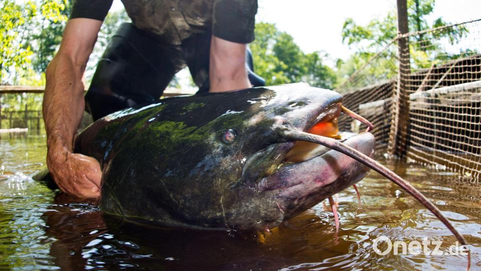 Ein Riesenwels ähnlich wie dieser hat in Bayern fünf Badegäste verletzt. (Symbolbild) Bild: Patrick Pleul/dpa-Zentralbild/dpa