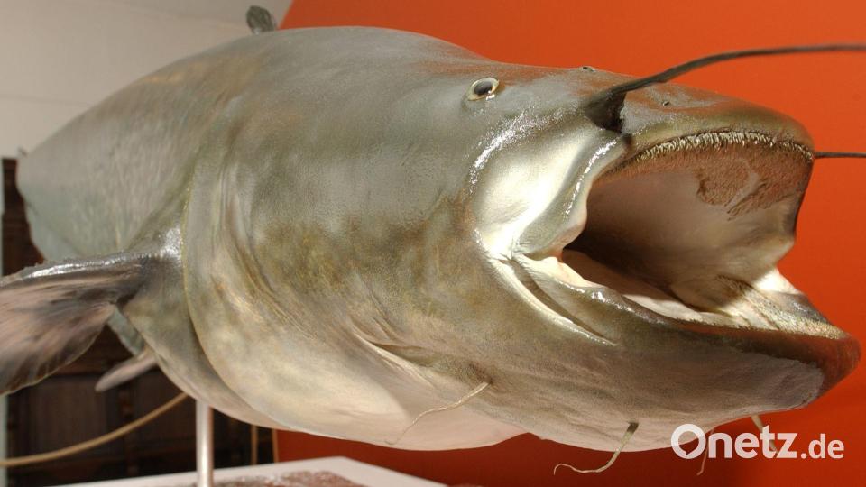 Der unter dem Namen „Killerwels Kuno“ bekannt gewordene 1,62 Meter lange und 79 Kilogramm schwere präparierte Wels sorgte vor über 20 Jahren in einem Teich in Mönchengladbach für Aufruhr, danach kam er ins Städtische Museum Schloss Rheyd. (Archivbild) Bild: Horst Ossinger/dpa