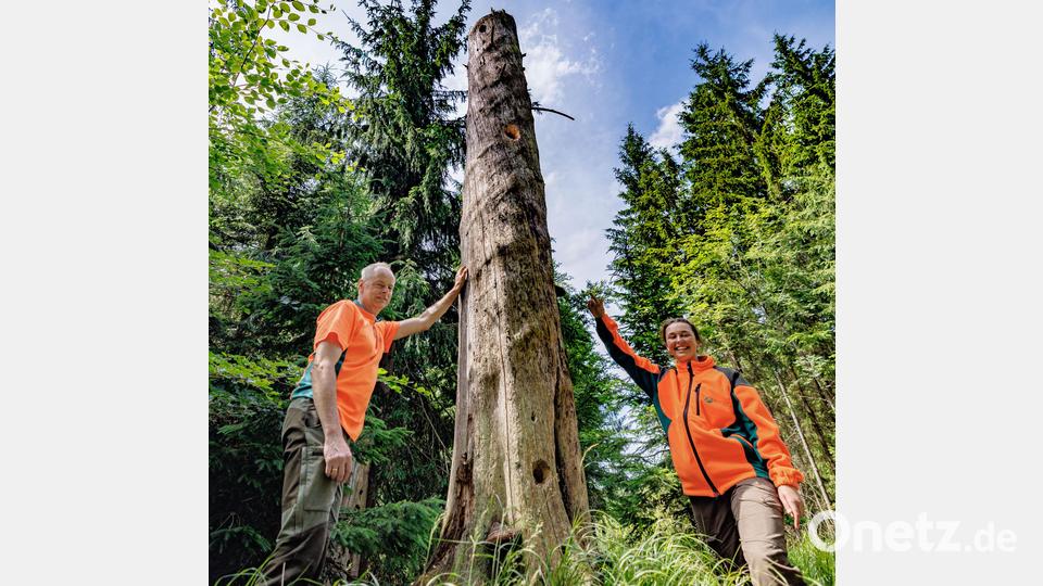 Förster Bernhard Kraus und Forstanwärterin Sophie Parton an einem menschengemachten Hochstumpf, in dem der Schwarzspecht Höhlen angelegt hat. Bild: Martin Hertel