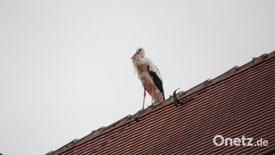 Sogar der Storch schaut vom Rathausdach aus zu. Bild: kro