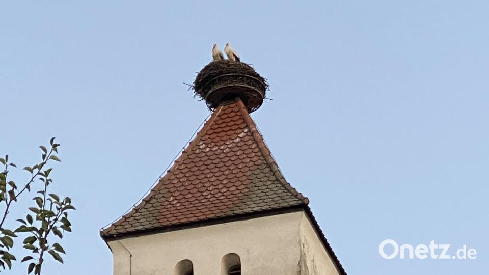 Einzigartig in Perschen: Familie Adebar als Zaungäste von ganz oben. Bild: aub