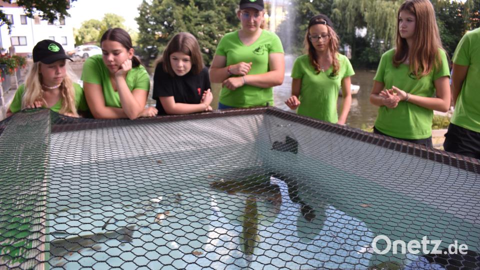 Kleinere und größere Fische können bestaunt werden. Bild: rgr