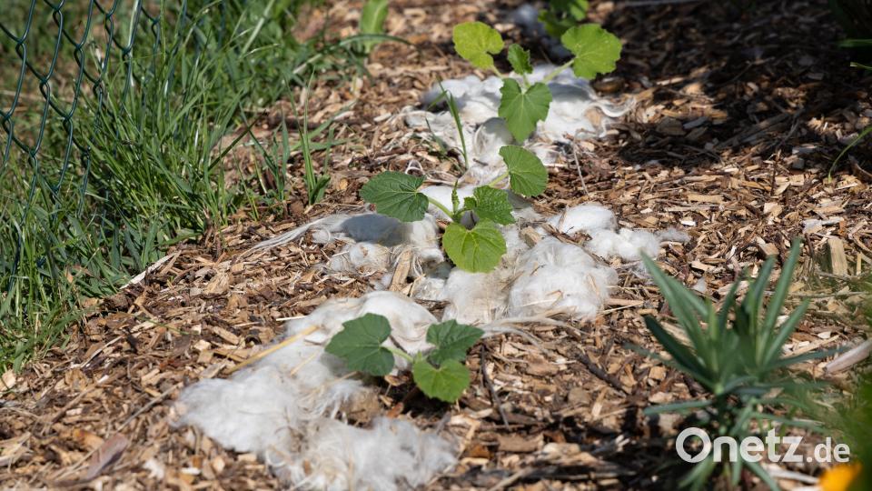 Natürlicher Schneckenschutz: Am Rand der Beete ausgelegte Schafwolle sorgte bei den Besuchern für großes Interesse – eine umweltfreundliche Methode zur Schneckenabwehr im Naturgarten. Bild: Roland Wellenhoefer