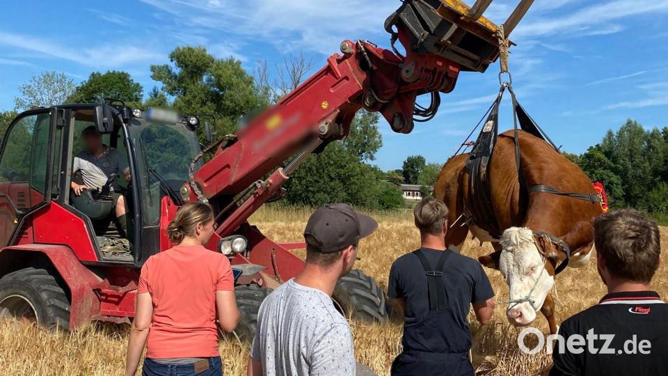 Die Freiwillige Feuerwehr Hahnbach hat einem Landwirt beim Einfangen einer entlaufenen Kuh geholfen. Bild: Freiwillige Feuerwehr Hahnbach