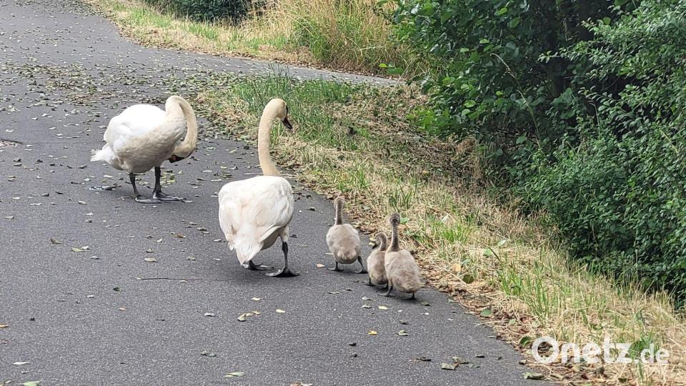 Sehr gefährlich war der Ausflug dieser Schwanenfamilie, die die Bundestraße 15 bei Tirschenreuth überqueren wollte. Bild: kro