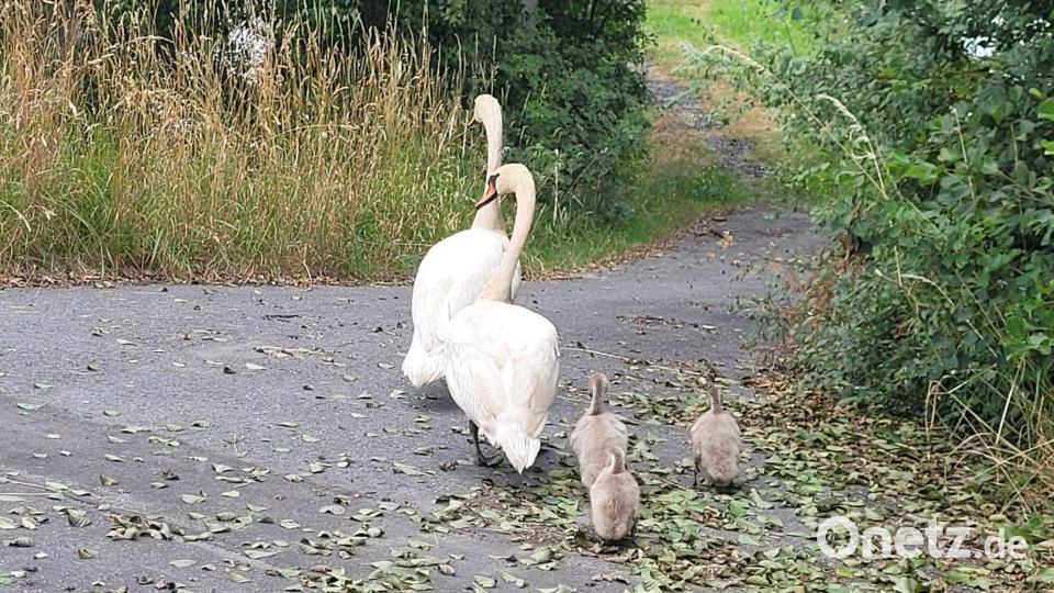 Sehr gefährlich war der Ausflug dieser Schwanenfamilie, die die Bundestraße 15 bei Tirschenreuth überqueren wollte. Bild: kro