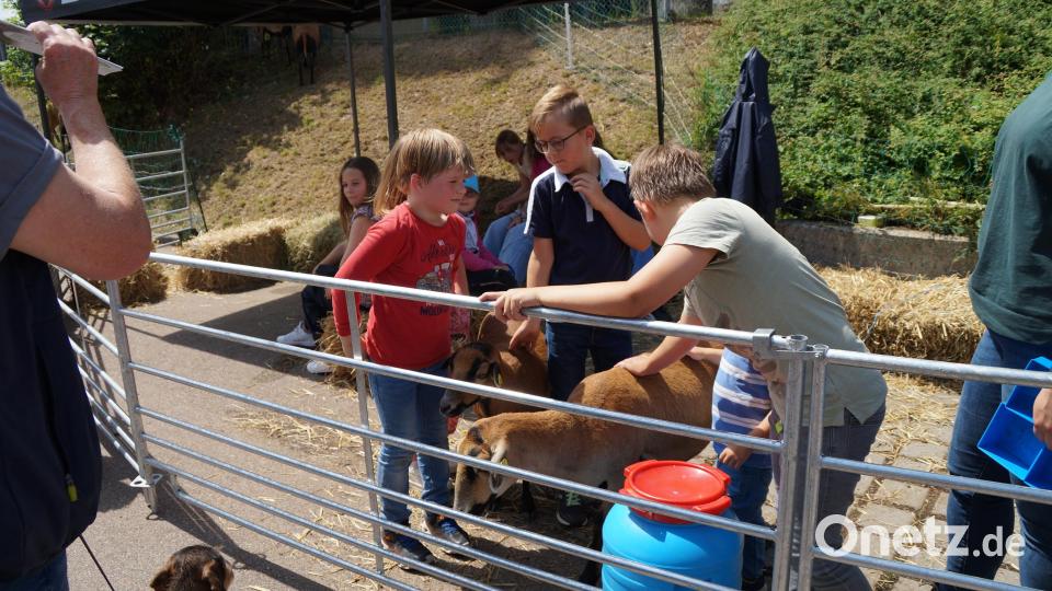 Der Streichelzoo am Raiffeisengelände zog die Kinder an. Bild: wel