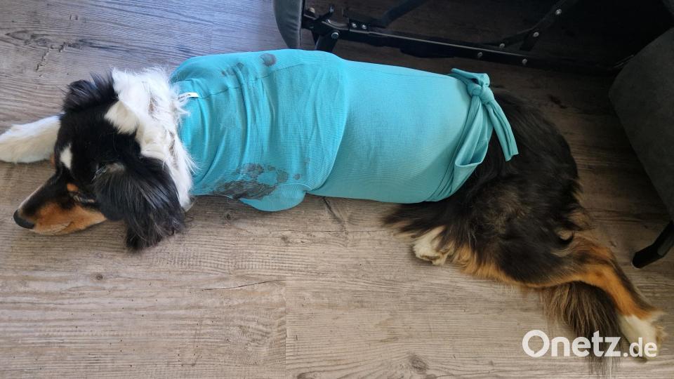 Der Australian Shepherd "Yuma" hat die Not-OP überstanden. Als Leckschutz bekommt er einen Body. Bild: Sandra Vogl/exb