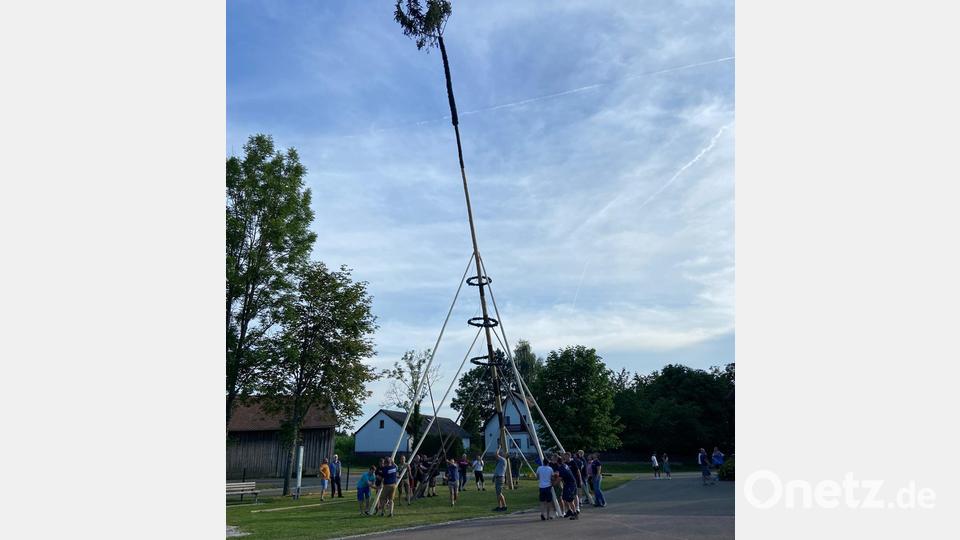 Die 28 Meter hohe Fichte wird mit Muskelkraft unter der Leitung von Christian Winnerl in die Höhe gehievt. Bild: amö