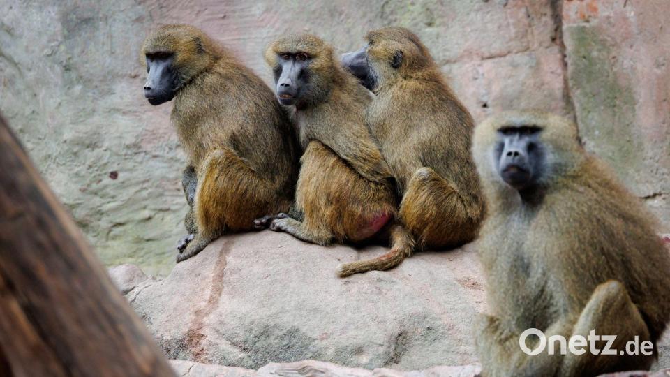 Die Paviane-Gruppe ist nach Angaben des Tiergartens zu groß für die Anlage geworden. Bild: Daniel Karmann/dpa