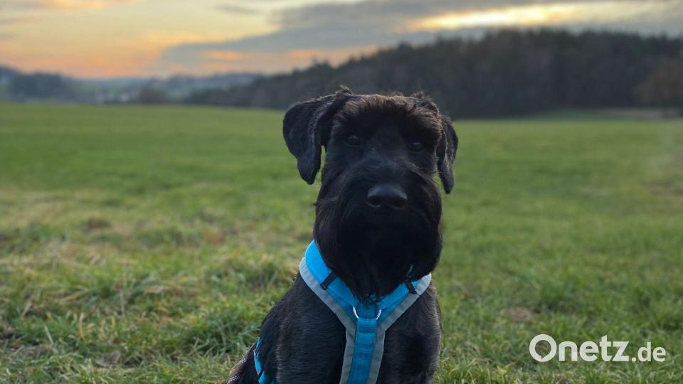 Platz 6 geht an diesen Hund, der beim Abendspaziergang vor farbenfrohem Himmel posiert. Bild: Martina Piller