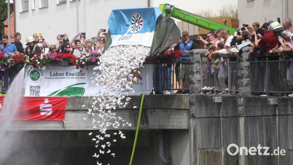 Ein Raupenfahrzeug kippte die 4000 kleinen Schwäne in den Seitenarm der Naab. Bild: Hirsch