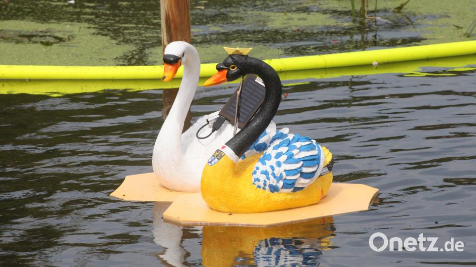Der Schwan der Stadt Schwandorf (rechts) wurde nicht nur zum schönsten Exemplar gekürt, sondern gewann auch den Sponsorenlauf. Bild: Hirsch