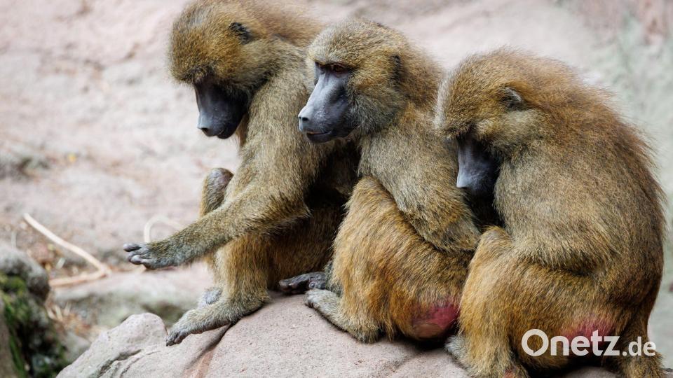 Der Tiergarten hat nun seine Pläne in die Tat umgesetzt - obwohl Tierschutz- und Tierrechtsorganisationen diese scharf kritisiert hatten. Archivbild: Daniel Karmann/dpa