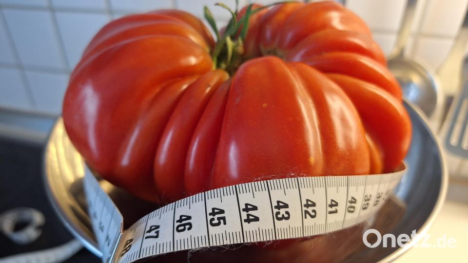 Diese stattliche Tomate mit einem Gewicht von 1000 Gramm ist in einem Hausgarten in Pfreimd herangewachsen. Bild: bl