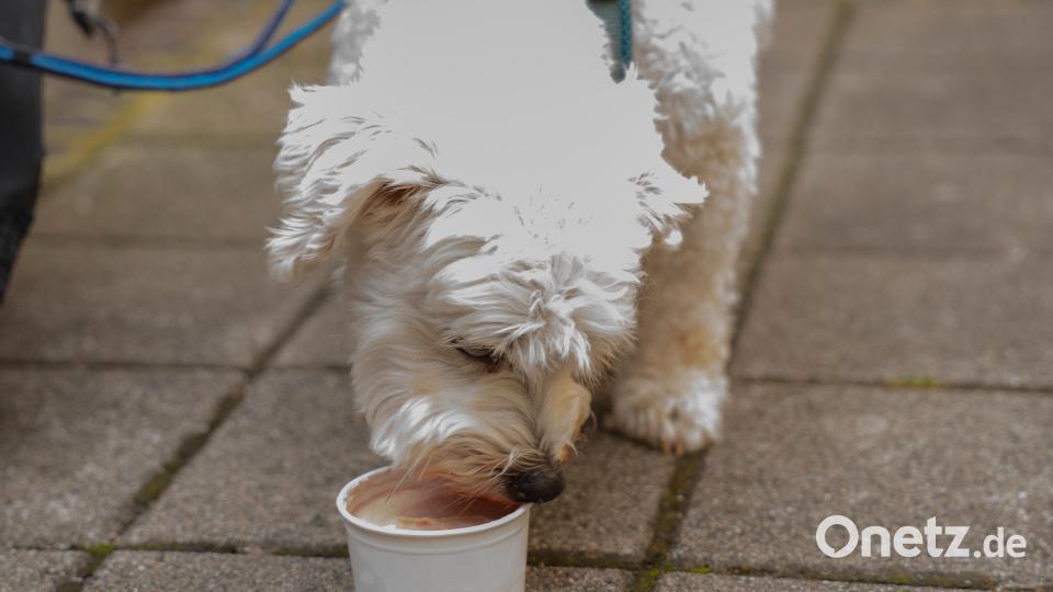 Das Eis schmeckt nicht nur Leserinnen und Lesern. Bild: Lisa Stauß