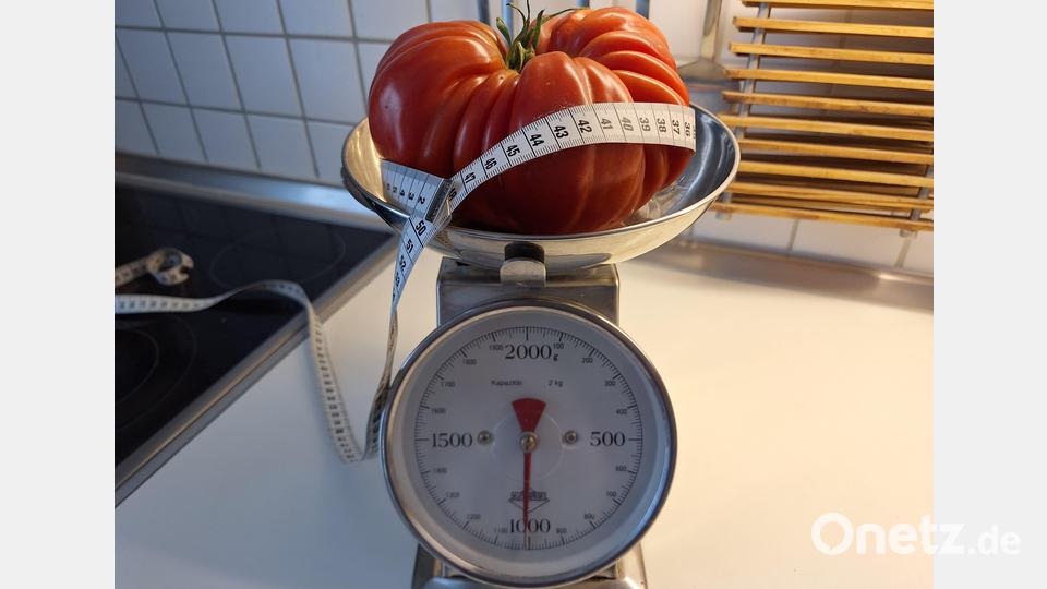 Ein ganzes Kilogramm bringt diese Ochsenherz-Tomate aus Pfreimd mit einem Umfang von knapp 50 Zentimetern auf die Waage. Bild: bl