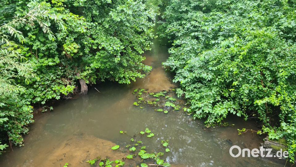 Der Thumbach, wie hier im Bereich der Rosenhofbrücke, verlandet immer mehr. Thomas Mayer fordert ein Eingreifen. Bild: sne