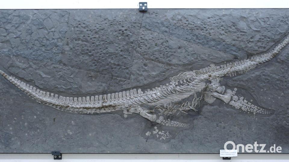 Das Fossil des Reptils Plesionectes longicollum stammt aus einem Steinbruch in Baden-Württemberg. Bild: Sven Sachs/dpa