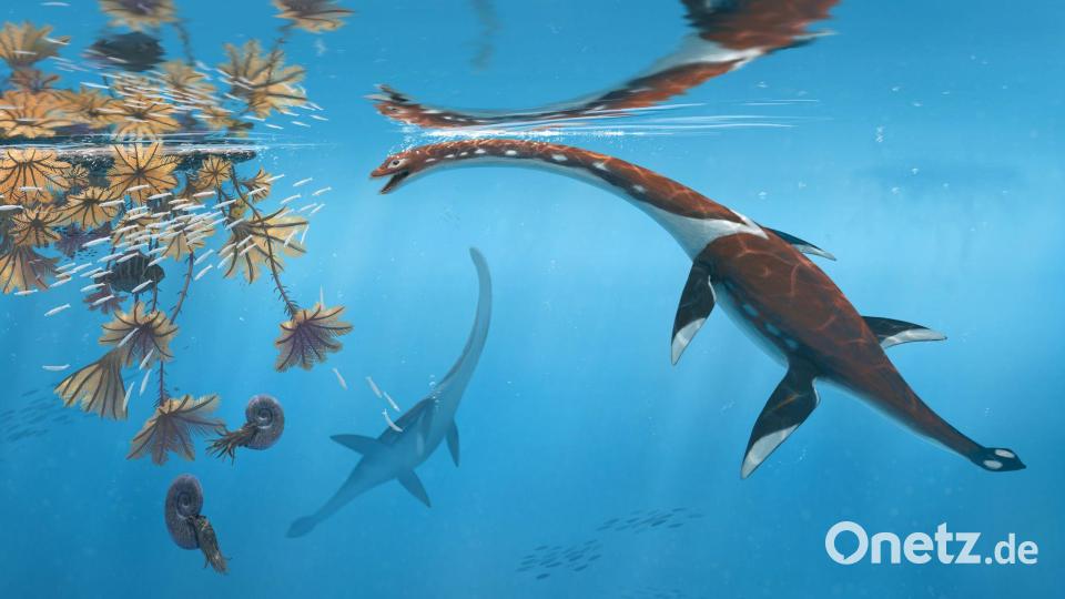 Die Illustration zeigt das Reptil Plesionectes longicollum, das zur Zeit der Dinosaurier durchs Meer schwamm. Bild: Peter Nickolaus/dpa
