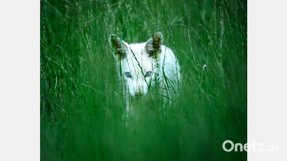 Bei Albinismus wären die Augen des jungen Fuchses rot - sie sind aber leuchtend blau. Bild: Dominik Reigl/LBV/dpa