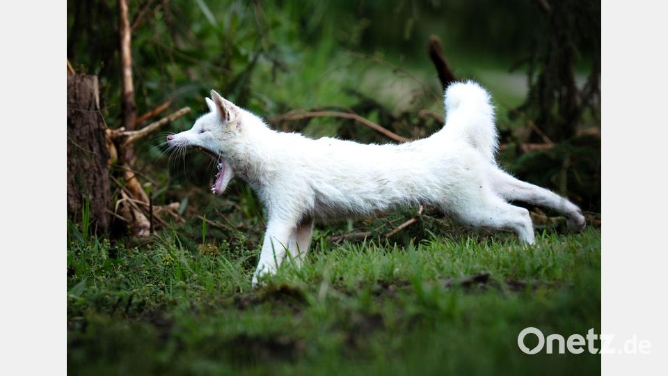Leuzismus kann bei vielen Wildtieren auftreten, ist aber bei Rotfüchsen selten. Bild: Dominik Reigl/LBV/dpa