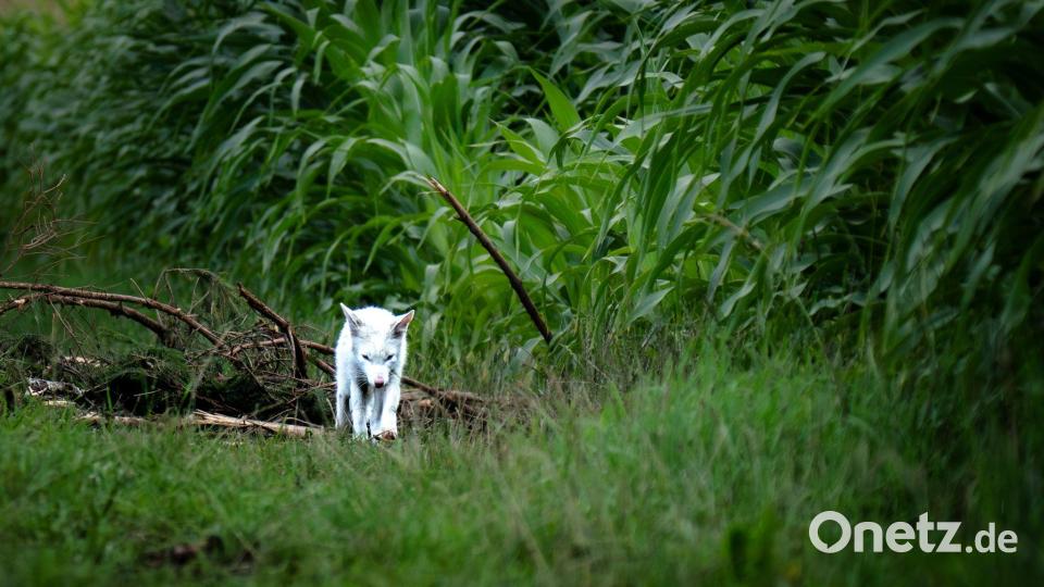 Das Fell des Fuchses war nicht flauschig genug für einen Polarfuchs. Bild: Dominik Reigl/LBV/dpa