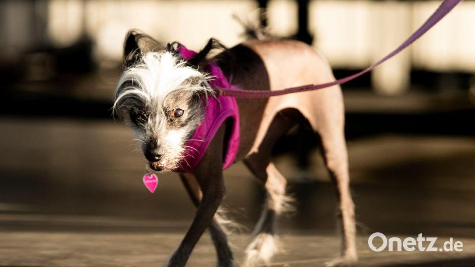 Poppy hatte statt Kuschelfell viel nackte Haut zu bieten. Bild: Noah Berger/AP/dpa
