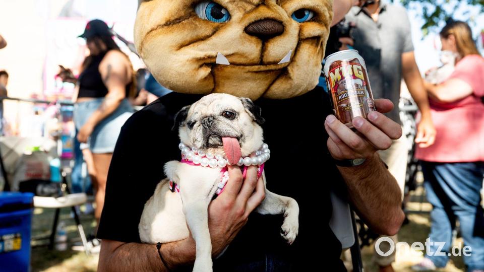 Eine schief heraushängende Zunge hat die Chancen von Mops Jinny Lu wohl verbessert. Bild: Noah Berger/AP/dpa