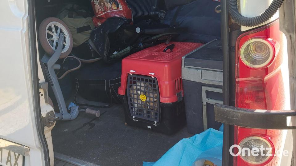 Die Welpen waren in einer kleinen Transportbox auf der dunklen Ladefläche eingesperrt. Bild: Bundespolizei