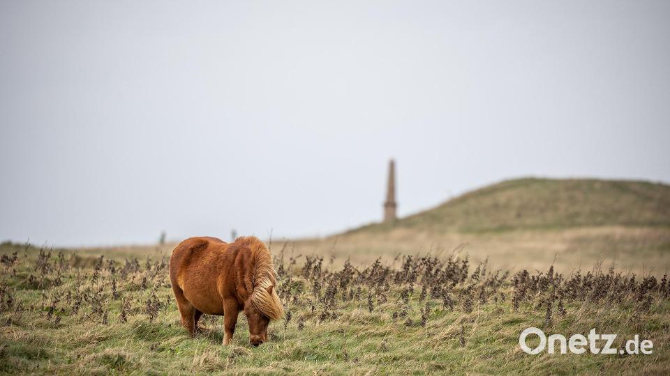 Vor dem kleinen Leuchtturm Bovbjerg Fyr grasen das ganze Jahr über Pferde. Im Leuchtturm gibt es ein kleines Café mit selbst gebackenen Kuchen. Bild: Peter Müller