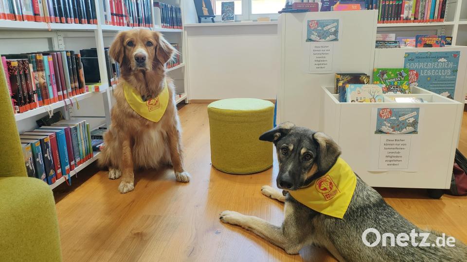 Juna (links) und Gustav werden als Lesehunde in der Stadtbibliothek in Eschenbach eingesetzt. Bild: ald
