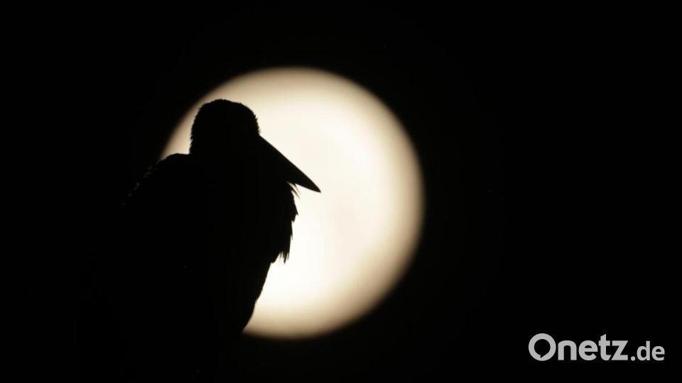 Am Sonntag war Vollmond - sein Licht wird es noch in den nächsten Tagen erschweren, Perseiden zu entdecken. Archivbild: Thomas Warnack/dpa