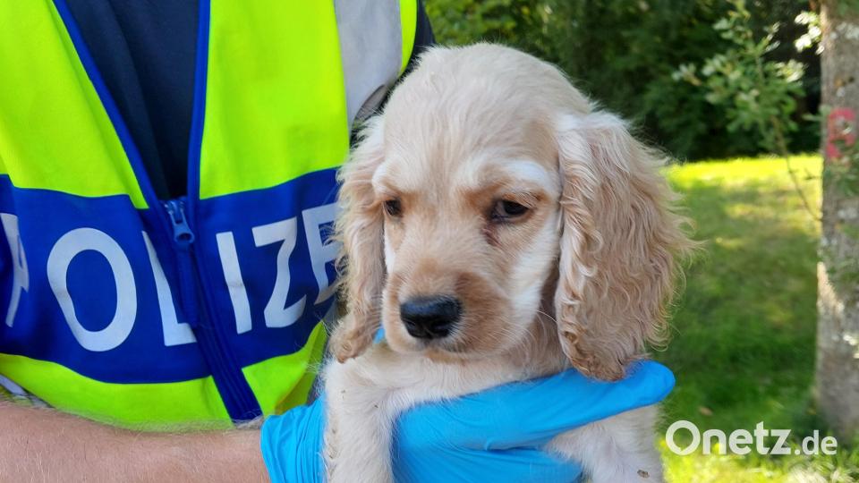Einer der fünf Hundewelpen, die bei einer Kontrolle auf der A 6 sichergestellt wurden. Bild: Bundespolizei