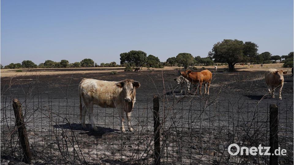 Auch Wild- und Weidetiere leiden stark unter den Waldbränden. Bild: Manuel Ángel Laya/EUROPA PRESS/dpa