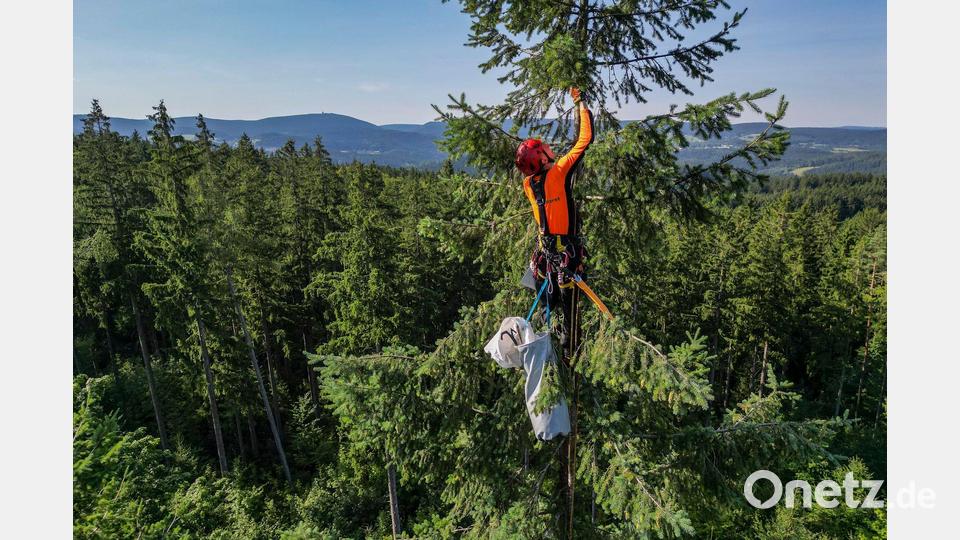 Hoffentlich schwindelfrei: Ein Zapfenpflücker pflückt in einem Wald in Sachsen Zapfen einer Douglasie in rund 35 Metern Höhe. Aus den Zapfen werden Samen gewonnen. Bild: Jan Woitas/dpa
