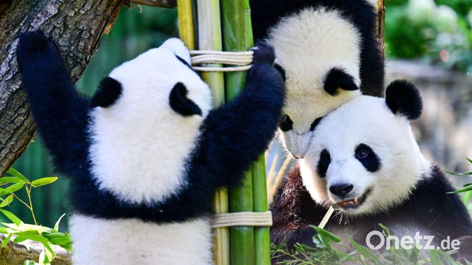 Tierische Party in der Hauptstadt: Mutter Meng Meng (rechts unten) feiert mit Leni und Lotti den ersten Geburtstag der beiden Panda-Zwillinge im Berliner Zoo. Bild: Sebastian Christoph Gollnow/dpa