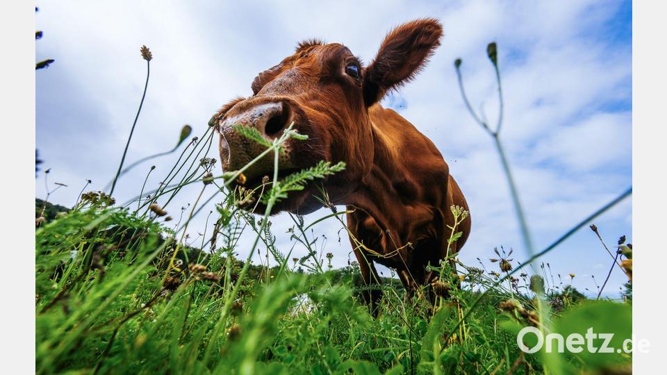 Guten Appetit! Eine Kuh grast auf einer Wiese in Baden-Württemberg. Bild: Philipp von Ditfurth/dpa