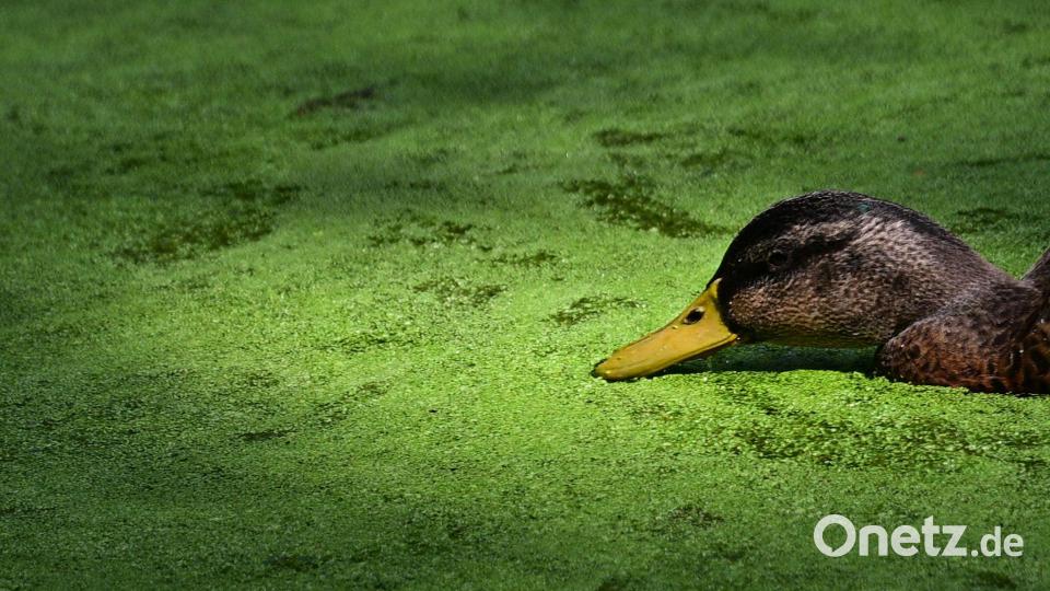 Entengrütze im Großen Tiergarten in Berlin. Bild: Sebastian Gollnow/dpa