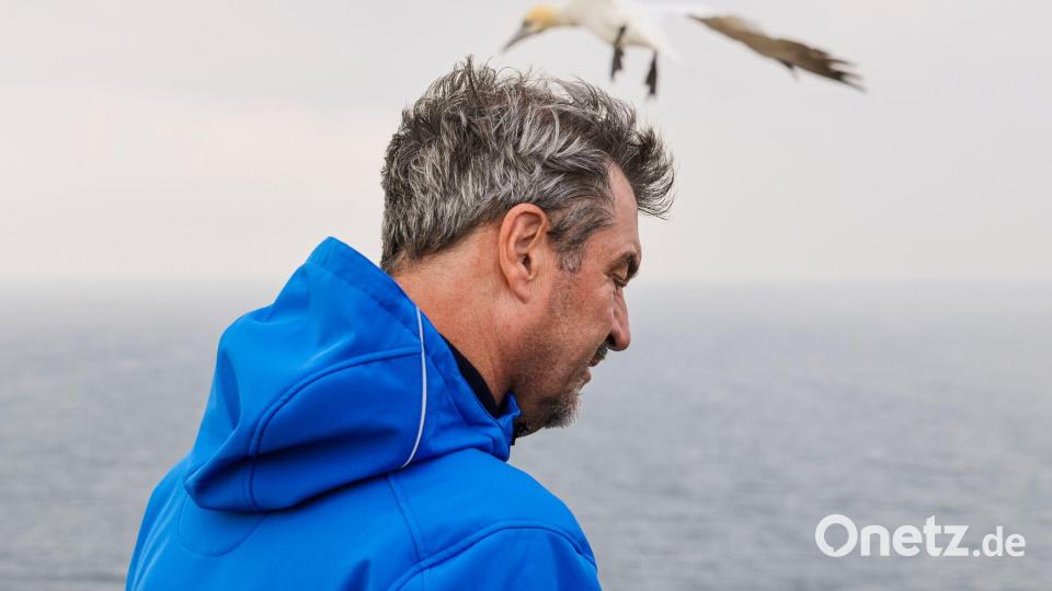 Unweit der Langen Anna, Wahrzeichen der Hochseeinsel Helgoland, informieret sich CSU-Chef Markus Söder über die Vogelwelt. Bild: Frank Molter/dpa